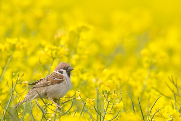 Tree Sparrow in rape. May. '15.