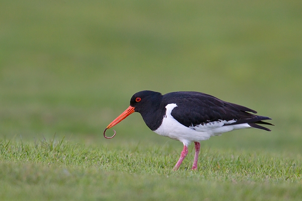Oystercatcher with worm. May. '15.