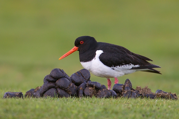 Oystercatcher and horse dung. May. '15.