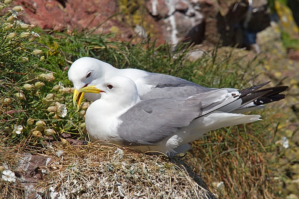 2 Kittiwakes on nest. May. '15.