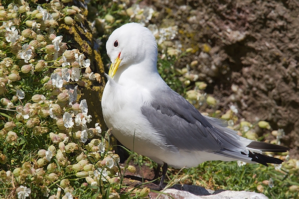 Kittiwake preening. May.'15.