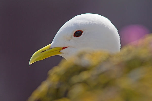 Kittiwake head 1. June. '15.