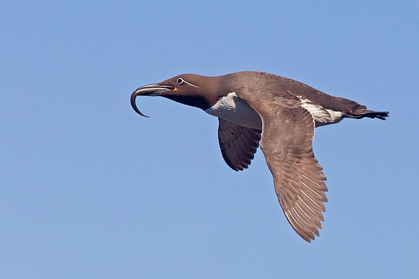 Bridled Guillemot in flight with sandeel. June. '15.