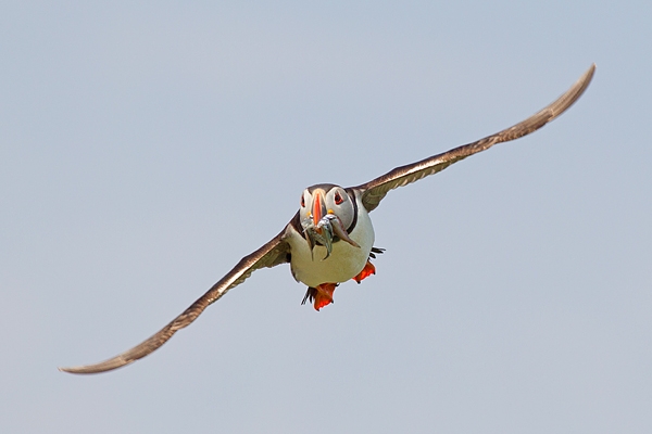 Puffin in flight with sand eels,head on. July '15.