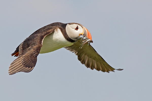 Puffin with sand eels 1. July '15.