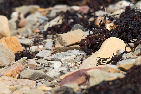 Ringed Plover nest with young. July.'15.