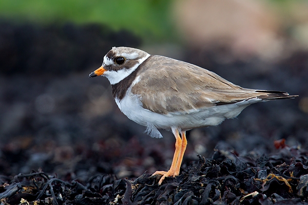 Ringed Plover 3. July.'15.