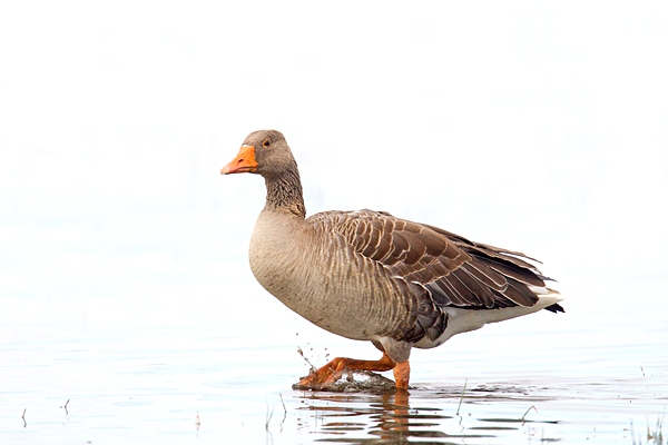 Greylag Goose,splashing. Aug. '15.