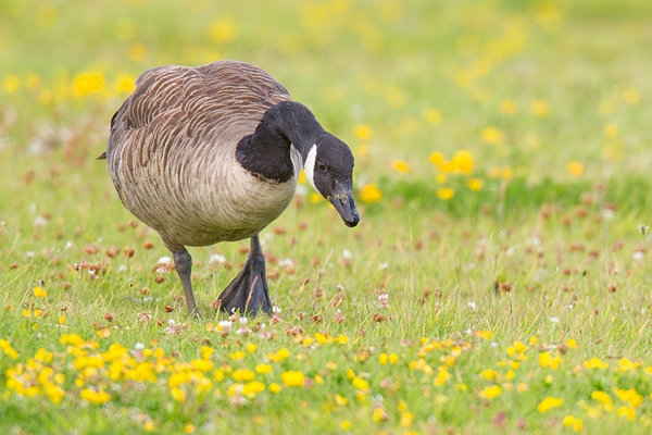 Canada Goose in vetch. Aug. '15.