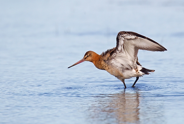 Black tailed Godwit with raised wings. Aug. '15.