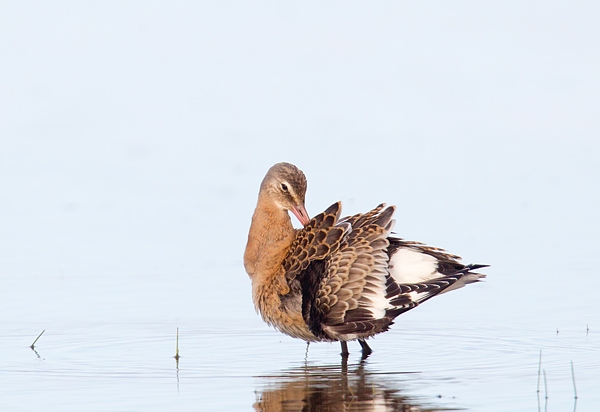 Preening Black tailed Godwit. Aug. '15.