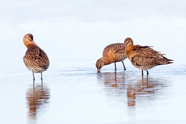 3 Black tailed Godwits. Aug. '15.