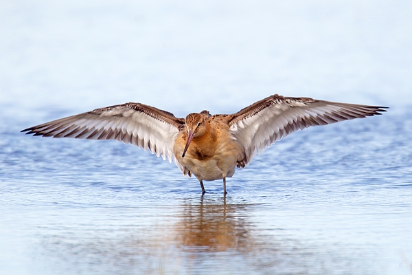 Black tailed Godwit with outstretched wings. Aug. '15.