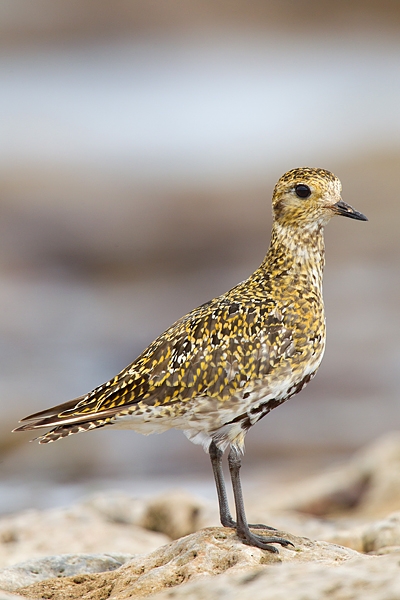 Golden Plover on rocks 2. Aug. '15.