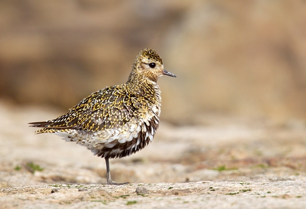 Golden Plover 1. Aug. '15.