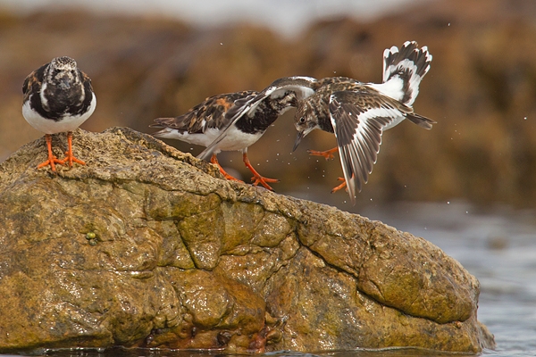 Turnstones,1 landing. Aug. '15.