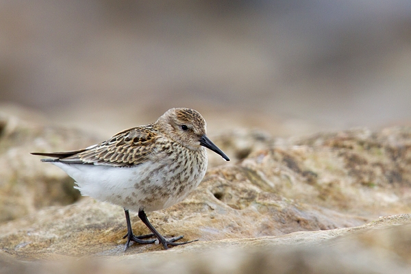 Dunlin 2. Aug. '15.