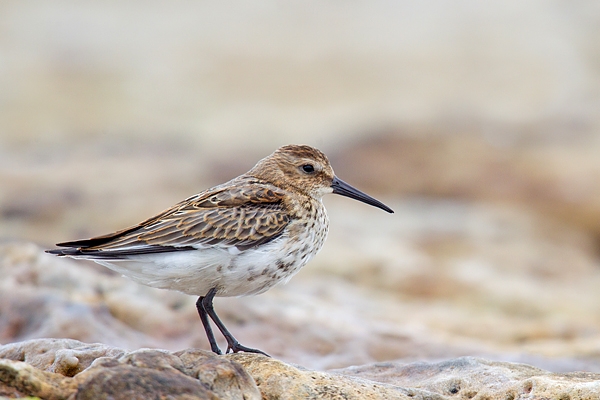 Dunlin 1. Aug. '15.