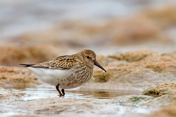 Dunlin in pool. Aug. '15.