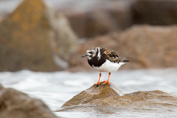 Turnstone in rain. Aug. '15.