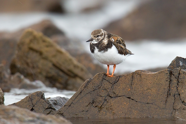 Turnstone on rock. Aug. '15.