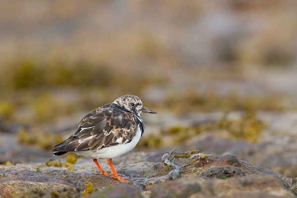 Turnstone on seaweed rock. Aug. '15.