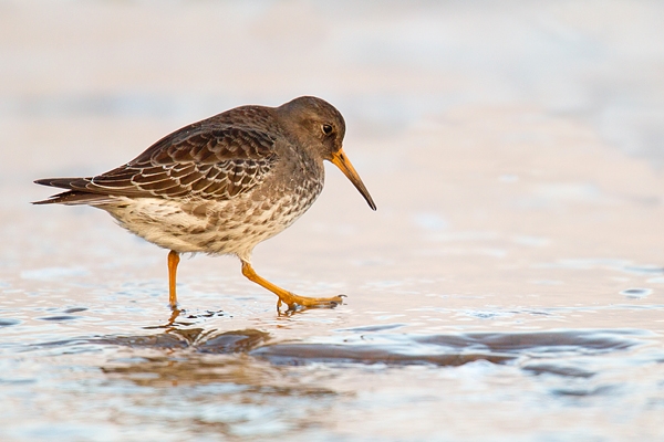 Purple Sandpiper on beach. Oct. '15.