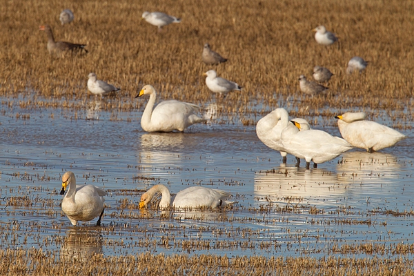 Whooper Swans 2. Nov. '15.