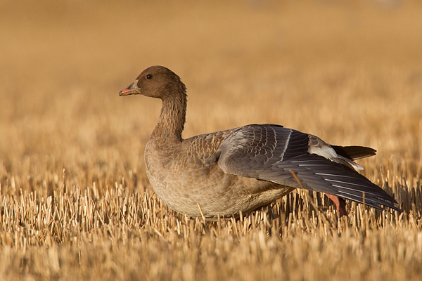 Pink footed Goose wing stretching. Nov. '15.