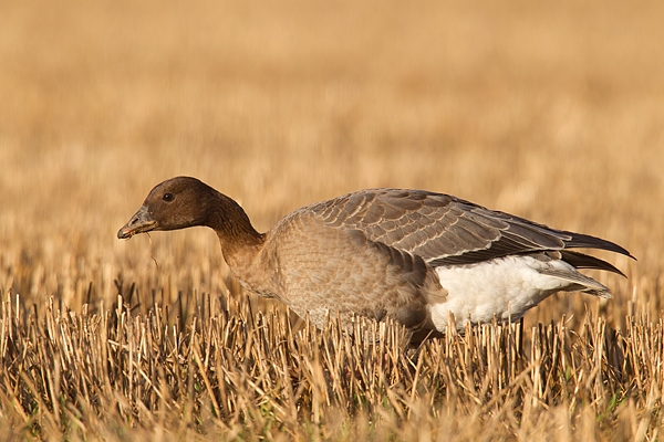 Pink footed Goose. Nov. '15.