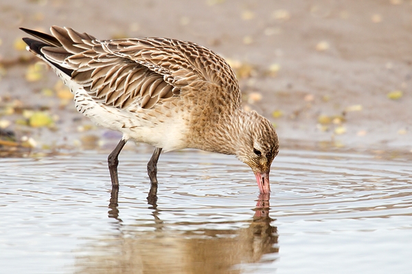 Bar tailed Godwit feeding. Jan. '16.