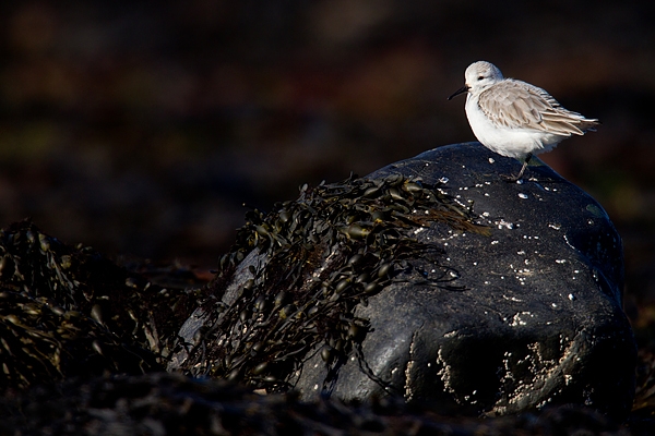 Sanderling on black rock.Feb.'16.