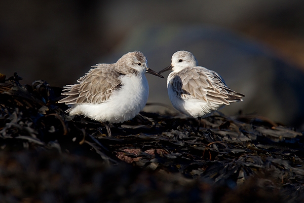 2 Sanderlings on black seaweed.Feb.'16.