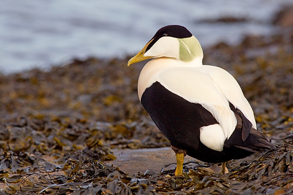 Male Eider on seaweed.Mar.'16.