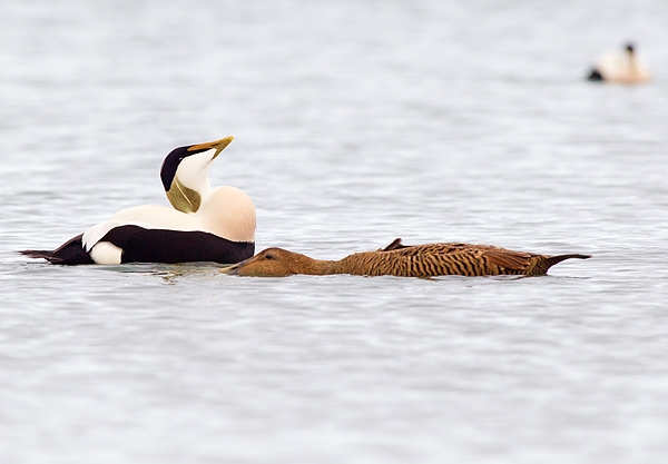 Male Eider displaying to female.Mar.'16.