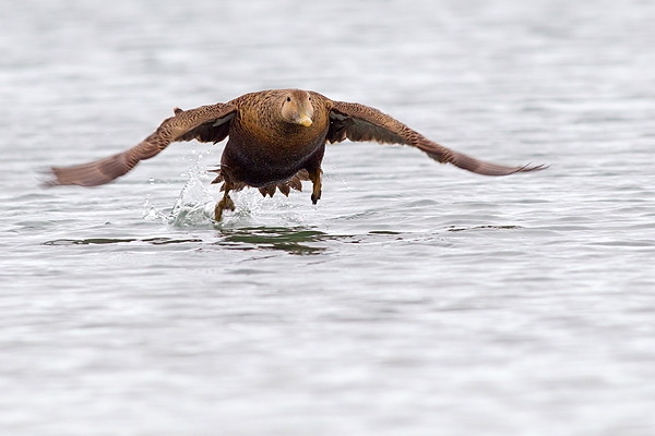 Female Eider taking off.Mar.'16.