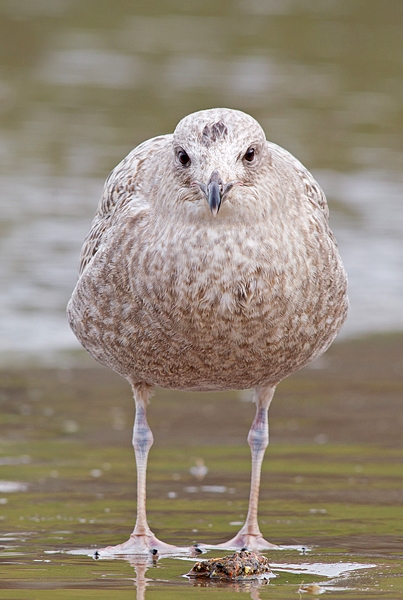 Juvenile Herring Gull 2.Mar.'16.