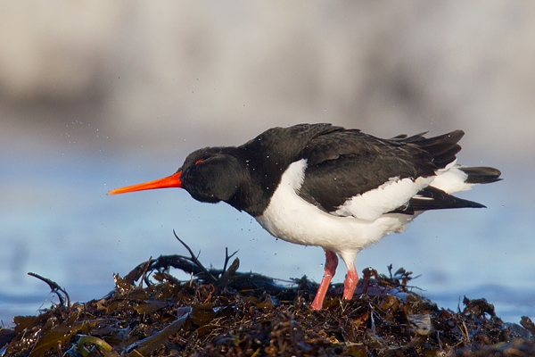 Oystercatcher shaking off water. Mar.'16.