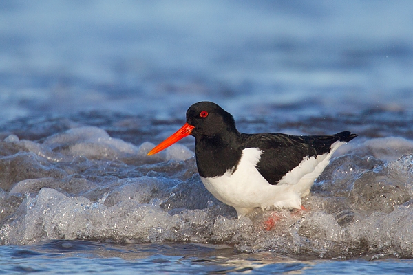 Oystercatcher in surf. Mar.'16.