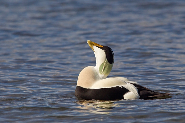 Male Eider displaying. Mar.'16.