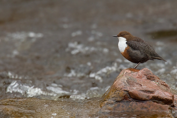 Dipper on river rock. Mar.'16.