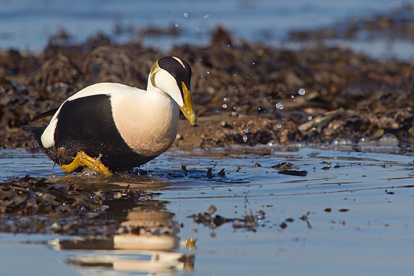 Male Eider splashing across pool. Mar.'16.