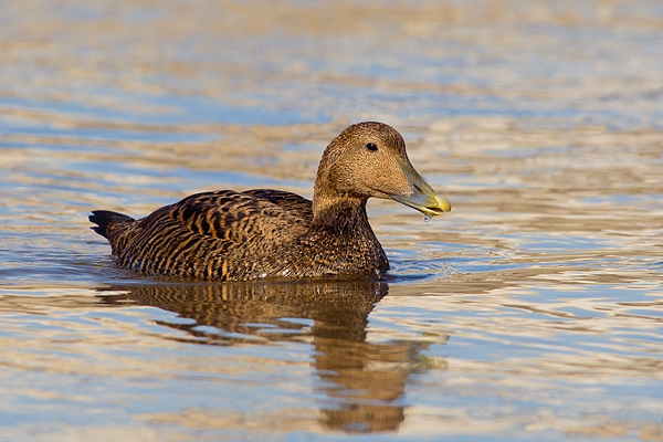 Female Eider feeding at sea. Mar.'16.