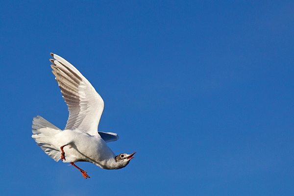 Black headed Gull in flight contortion. Mar.'16.