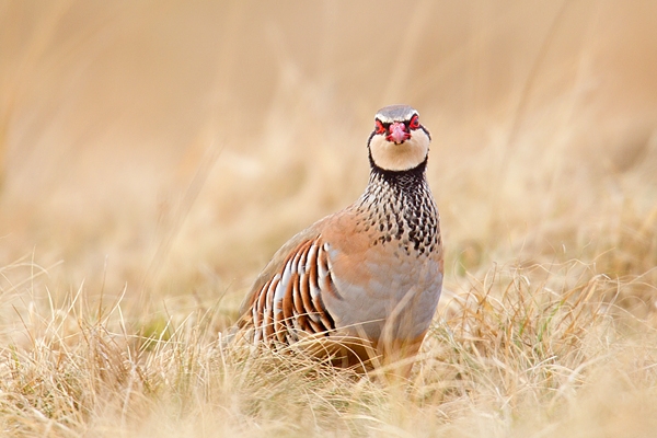 Red legged Partridge in grasses 2. Mar.'16.