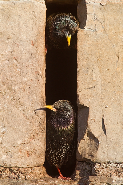 Pair of Starlings at nest hole entrance 3. Mar.'16.