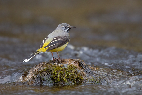 Grey Wagtail on river rock. Apr.'16.