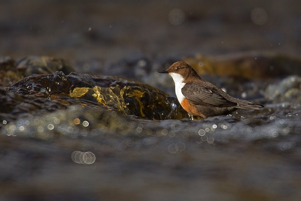 Dipper in the river. Apr.'16.