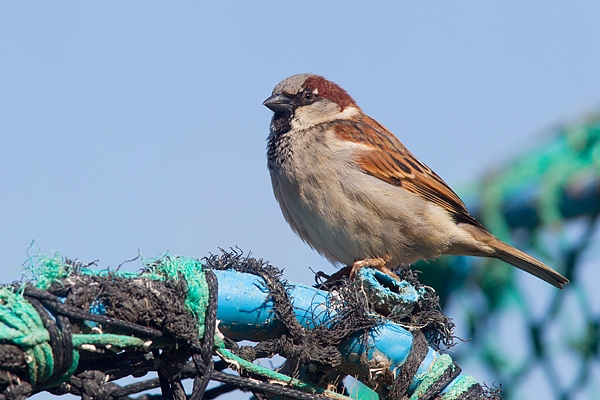 House Sparrow on lobster pot. Apr.'16.