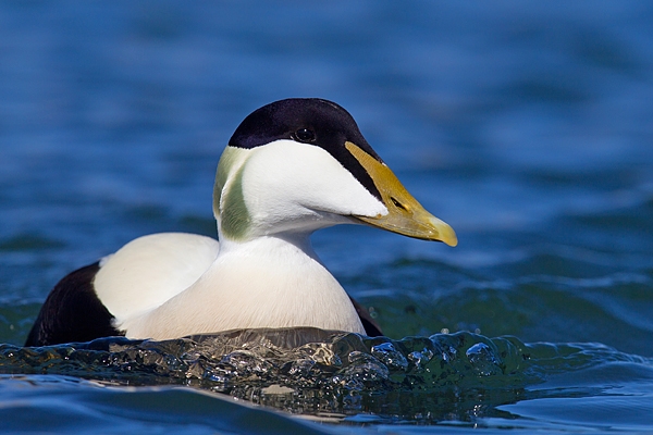 Male Eider and bow wave. Apr.'16.